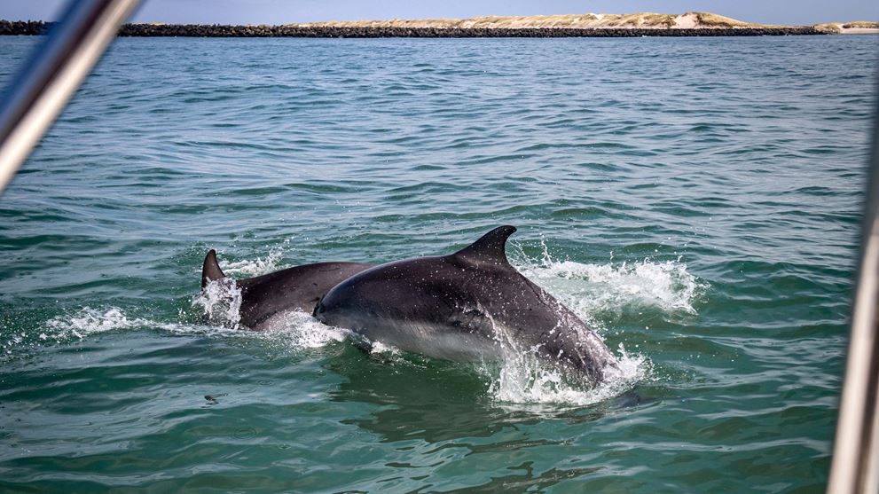 Foredrag: Havnørden nørder i delfiner